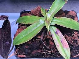 Image result for Nesaea heptamera