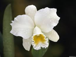 Cattleya Orchids Download Flowers Wallpaper Cattleya Orchid Cattleya Orchid Orchid Flower Orchids Wedding Flowers
