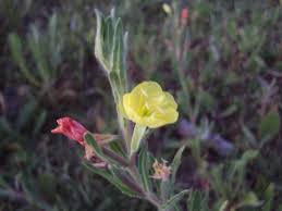 Image result for Oenothera indecora