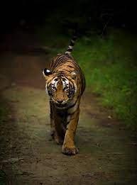 4k wallpapers of tigress for free download. Forest Tiger Pictures Download Free Images On Unsplash