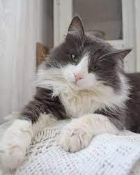 Beautiful Gray And White Cat Who Could Deny That Face Anything Gorgeous Cats Grey And White Cat Cute Cats And Kittens