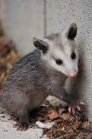 Opossum In 2020 Baby Possum Baby Opossum Baby Animals Funny