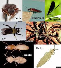 The results and main benefits of the proposed solution are listed below Machine Learning Vs Deep Learning Insect Classifiers By Witenberg S R Souza Deeplearningbrasilia Medium