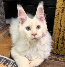 Designer Bengal Singapore