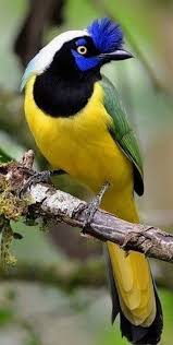 Geai Inca Inca Jay Oiseaux Exotiques Oiseaux Colores Beaux Oiseaux