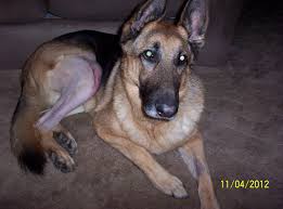 Get an alert when this product is back in stock get an alert. Extracapsular Repair For Large Dogs Thor