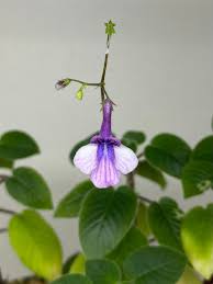 Image result for Streptocarpus glandulosissimus