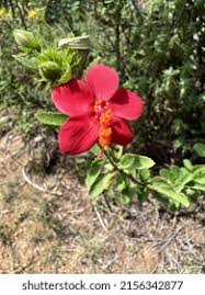 Image result for Hibiscus aponeurus