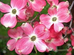 20 to 30 feet spread: Pink Dogwood Tree Blooms At The Height Of Springtime Stock Photo Picture And Royalty Free Image Image 8784398
