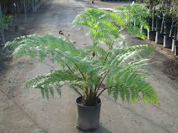 Image result for Cyathea