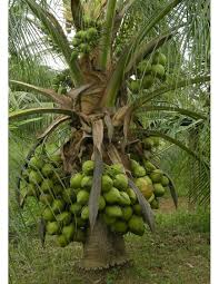 Image result for Cocos nucifera