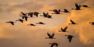 birds start annual fall migration ...