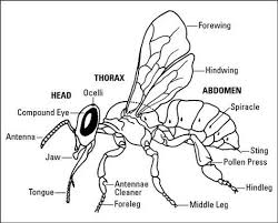 Black And White Insect With Stinger Pin On Special Ed Science