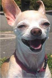 Felizz De La Vida Cute Chihuahua Chihuahua Love Happy Dogs
