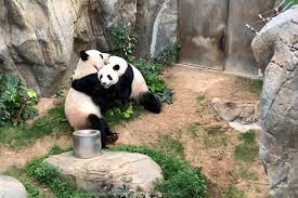 Finally, Some Privacy: After 10 Years, Giant Pandas Mate in Shuttered Zoo -  The New York Times