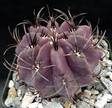 Image result for Eriochrysis