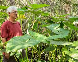 Eddoe (colocasia esculenta antiquorum), a tropical vegetable closely related to taro. Malanga Treasure Coast Natives