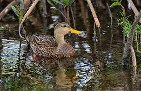 Great for profit or pleasure! Mottled Duck Audubon Field Guide