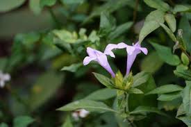 Image result for Barleria cristata