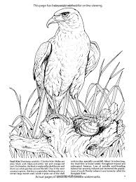 Birds of prey coloring pages. Birds Of Prey Coloring Book Dover Nature Coloring Book Amazon Co Uk John Green 9780486259895 Book Eagle Drawing Bird Coloring Pages Animal Coloring Pages