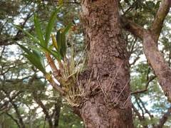 Image result for Xylia africana