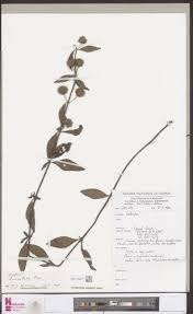 Image result for Hyptis lanceolata