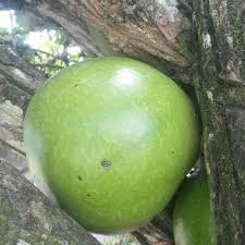 Batu merah delima adalah salah satu batu yang dipercaya oleh sebagian orang memiliki kekuatan magis. Fadzli Hansem Bilang Owner Pokok Delima Batu Tmpt Min Facebook