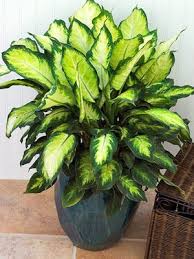 Dieffenbachia Plants House Plant Care Inside Plants