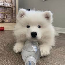 21 Incredible Pics With Samoyed Dogs Which Will Make You Smile The Paws Samoyed Dogs In 2020 Samoyed Dogs Samoyed Dogs