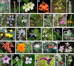 Image result for Anisotes formosissimus