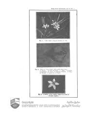 Image result for Kanahia laniflora