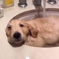 The sight of two dogs getting stuck to each other may seem rather scary. 900 Cute Animals Ideas In 2021 Cute Animals Animals Pets