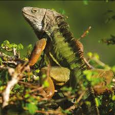When kept under the proper environmental conditions and fed appropriately, these reptiles can make great pets. Green Iguanas Iguana Iguana Have Long Been Imported Into The Us As Download Scientific Diagram