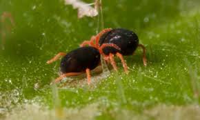 The common horticultural pest in a wide range of crops; Redlegged Earth Mite Cesar Australia