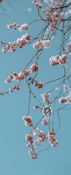 Les Prunus Cerisier Du Japon Ou Cerisiers A Fleurs Sont Des Arbustes Remarquables Par L Fleur De Cerisier Japonais Fond D Ecran Iphone Fleur Cerisier Japonais