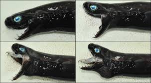 Мурена против акулы, осьминога,морской змеи!!! Erika Hall Auf Twitter Marine Biology Fun Fact Of The Day Moray Eels Have Pharyngeal Jaws Much Like The Alien Xenomorph Moray Eels Are The Only Known Animals That Use Pharyngeal Jaws