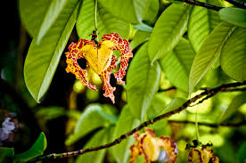 Image result for Monodora stenopetala