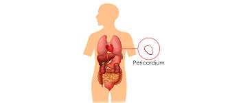 Image result for Pericardium