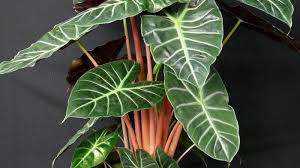 Adalah anggota vertebrata poikilotermik (berdarah dingin) yang hidup di air dan bernapas dengan insang baca juga artikel yang mungkin berhubungan : Intisari2016 Intisari