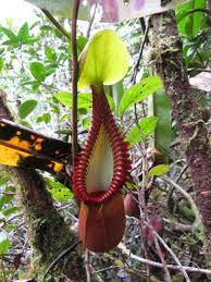 Hingga kini lebih kurang 17. 20 Unique Wildlife Species You Must Not Miss In Malaysia Wanderwisdom