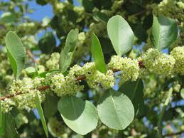 Image result for Gymnosporia senegalensis