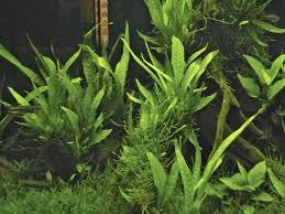 Becketts wasserkelch (cryptocoryne beckettii) ist eine bewährte aquarienpflanze, die in der aquaristik nicht umsonst schon seit langer. Microsorum Pteropus Jetzt Ab 1 99 Kaufen Pflege Details
