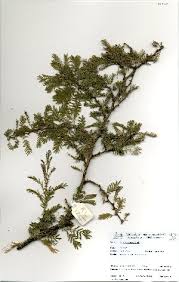 Image result for Acacia luederitzii