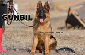 Maybe you would like to learn more about one of these? German Shepherd Breeders German Shepherd Puppies For Sale Gunbil German Shepherds