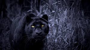Nature animals animals and pets cute animals black animals wild animals angry animals fierce this black panther photo gallery displays various black panther photos with a different theme black panthers tier wallpaper animal wallpaper panther facts beautiful cats animals. Black Panther Animal Wallpapers Wallpaper Cave
