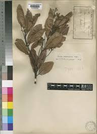 Image result for Kuloa