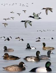 File Greater Scaup From The Crossley Id Guide Britain And