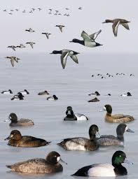 file greater scaup from the crossley id guide britain and