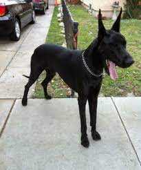 This ad listed one of their blue mantle great dane. Greatdane I Love Gentle Giants Los Angeles Pets Classifieds Puppy Craigslist Pets Puppies Pet Puppy