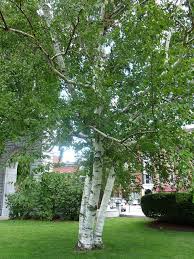 Paper birch is named for the tree's thin white bark, which often peels in paper like layers from the trunk. Paper White Birch Tree On The Nh State House Lawn Birch Trees Garden White Birch Trees Outdoor Trees